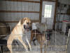 Brindle Great Dane Stud AKC Le Tigre' +2.5 yrs.