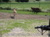 Brindle Great Dane Stud AKC Le Tigre' +2.5 yrs.