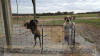 Brindle Great Dane Le Tigre almost 3 yrs AKC