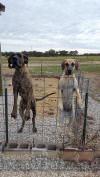 Brindle Great Dane Le Tigre almost 3 yrs AKC