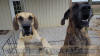 Brindle Great Dane Le Tigre almost 3 yrs AKC