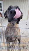 Brindle Great Dane Le Tigre almost 3 yrs AKC