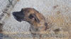 Brindle Great Dane Le Tigre almost 3 yrs AKC