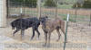 Brindle Great Dane Le Tigre almost 3 yrs AKC