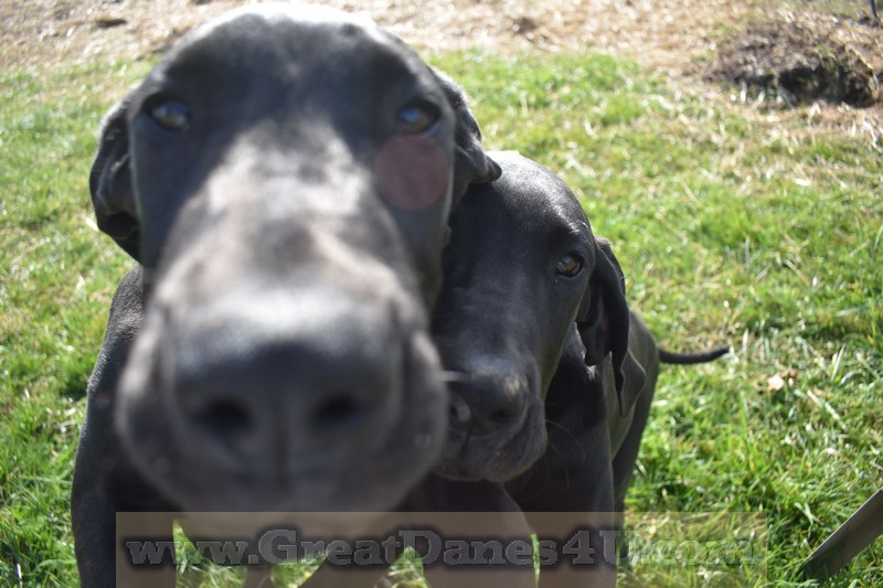 registered great dane puppies for sale