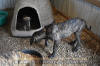 Fawn & Brindle Great Dane Puppies