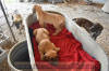 Fawn & Brindle Great Dane Puppies