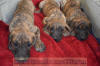 Fawn & Brindle Great Dane Puppies