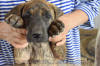 Fawn & Brindle Great Dane Puppies