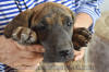 Fawn & Brindle Great Dane Puppies