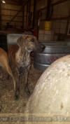 Brindle AKC Great Dane Female 5.5 months old