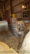 Brindle AKC Great Dane Female 5.5 months old