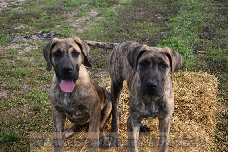 great dane first heat