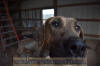 Great Dane Brindle female 11 month