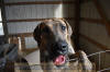 Great Dane Brindle female 11 month