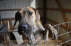 Great Dane Brindle female 11 month