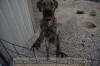 Great Dane Brindle female 11 month