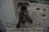 Great Dane Brindle female 11 month