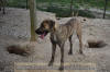 Great Dane Brindle female 11 month