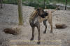 Great Dane Brindle female 11 month