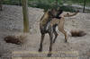 Great Dane Brindle female 11 month