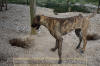 Great Dane Brindle female 11 month