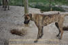 Great Dane Brindle female 11 month