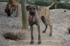 Great Dane Brindle female 11 month