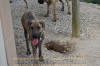 Great Dane Brindle female 11 month
