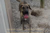 Great Dane Brindle female 11 month