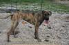 Great Dane Brindle female 11 month