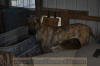 Great Dane Brindle female 11 month