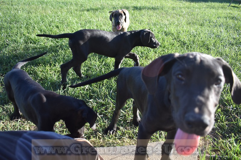 great dane first heat