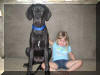 Black Great Dane Puppy - Sampson 21 weeks Fawn & Brindle Great Dane Puppies for sale Marshfield, Missouri 65706