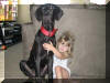 Black Great Dane Puppy - Sampson 22 weeks Fawn & Brindle Great Dane Puppies for sale Marshfield, Missouri 65706