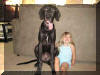 Black Great Dane Puppy - Sampson 24 weeks Fawn & Brindle Great Dane Puppies for sale Marshfield, Missouri 65706