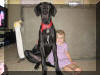 Black Great Dane Puppy - Sampson 26 weeks Fawn & Brindle Great Dane Puppies for sale Marshfield, Missouri 65706
