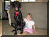 Black Great Dane Puppy - Sampson 27 weeks Fawn & Brindle Great Dane Puppies for sale Marshfield, Missouri 65706