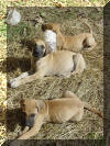 Great Dane Puppies , Great Danes for Sale , Great Dane Breeders