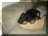 Fawn & Brindle Great Dane Puppies for sale Marshfield, Missouri 65706 USA