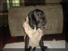 Andrew in his Iraq Vest looks great at less than 7 months old