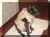 Fawn & Brindle Great Dane Puppies for sale Marshfield, Missouri 65706 USA