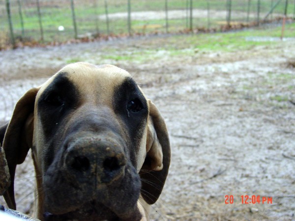 fawn great dane puppies for sale great danes fawn brindle akc color puppies stud service fawn great dane puppies for sale great danes fawn brindle akc color puppies stud service