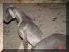 Blue Great Dane watches Brindle Great Danes