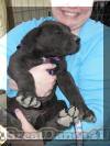 Fawn & Brindle Great Dane Puppies for sale Marshfield, Missouri 65706 USA