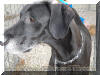 Black Great Dane Bowser 5-yrs old visits