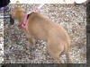 Fawn & Brindle Great Dane Puppies for sale Marshfield, Missouri 65706 USA