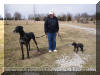 Fawn & Brindle Great Dane Puppies for sale Marshfield, Missouri 65706 USA