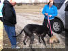 Fawn & Brindle Great Dane Puppies for sale Marshfield, Missouri 65706 USA