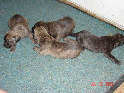 Great Danes Fawn Brindle Akc Color Pure Puppies Stud Service Great Danes Fawn Brindle Akc Color Pure